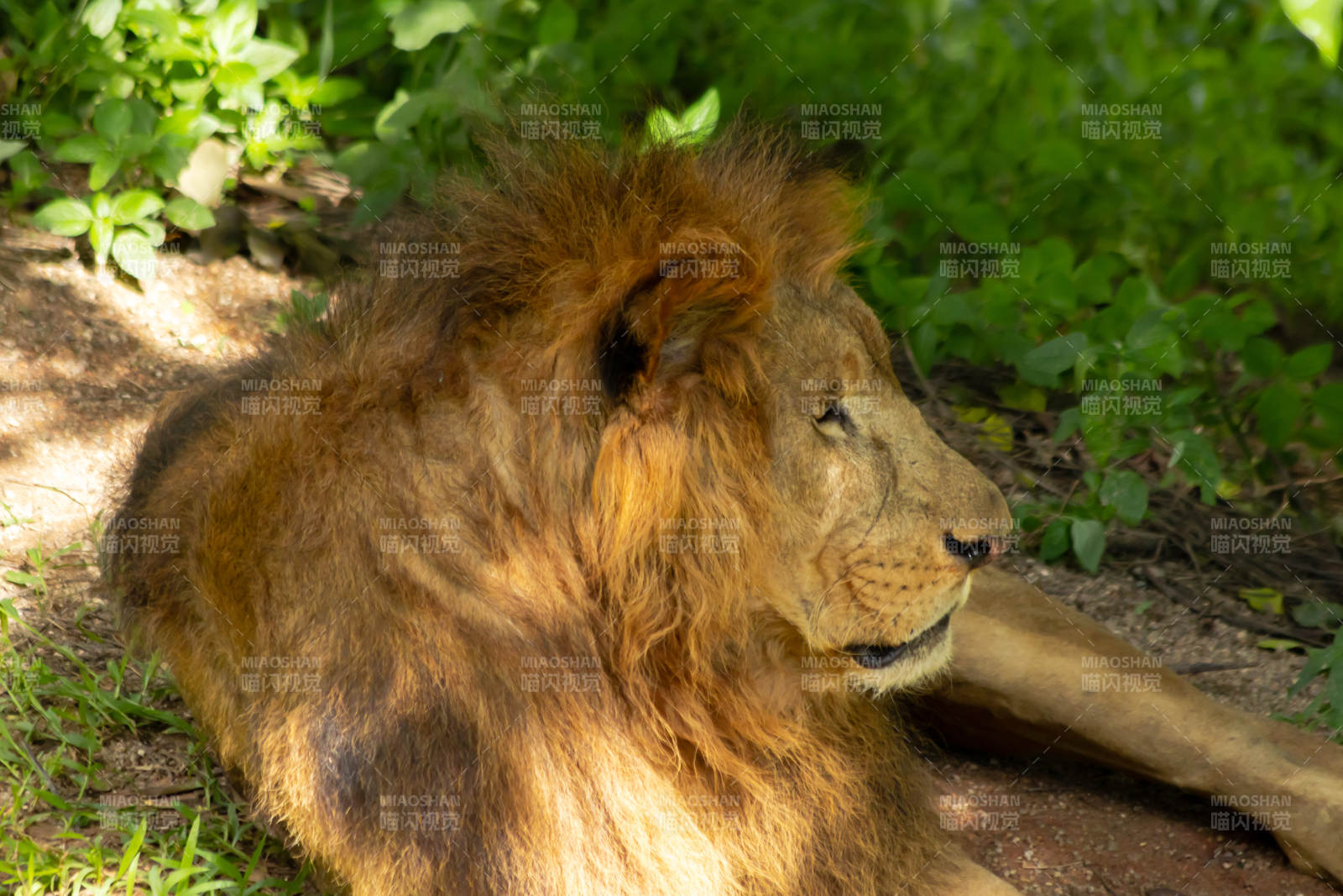 阳光下的雄狮休憩图片