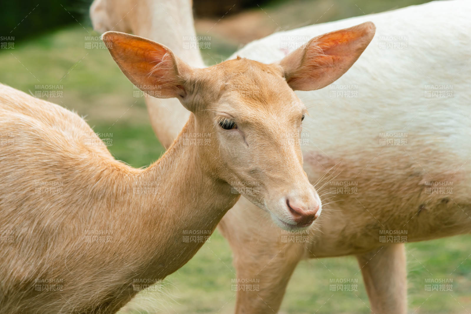 浅色鹿的温柔凝视图片
