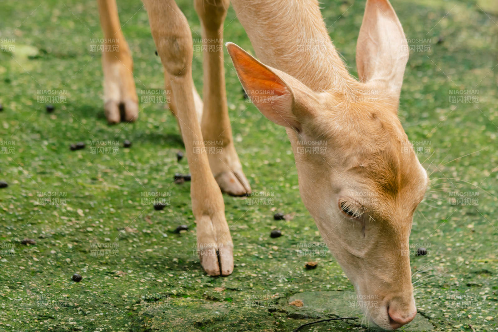 小鹿低头吃草图片