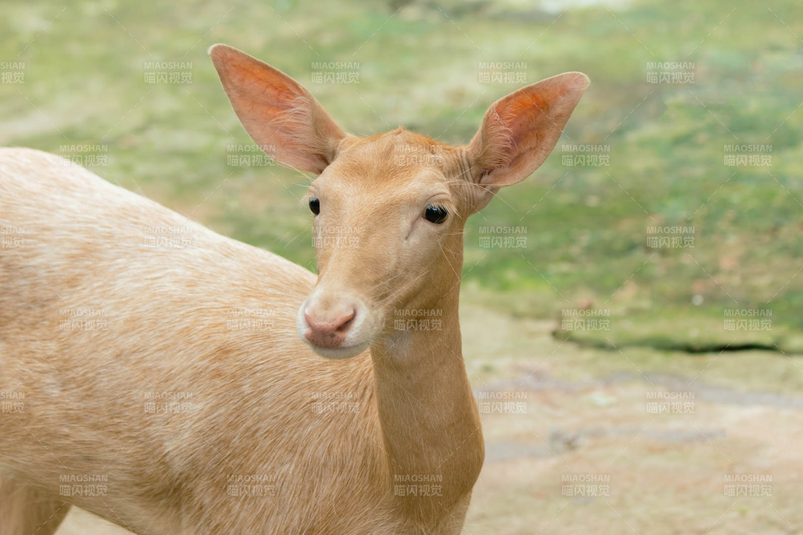 鹿的温柔凝视图片