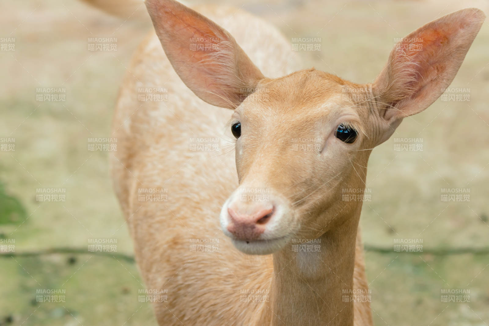 鹿的特写镜头图片