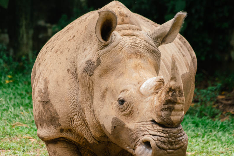 犀牛在草地上休息图片