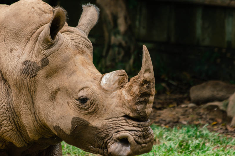 犀牛的宁静时光图片