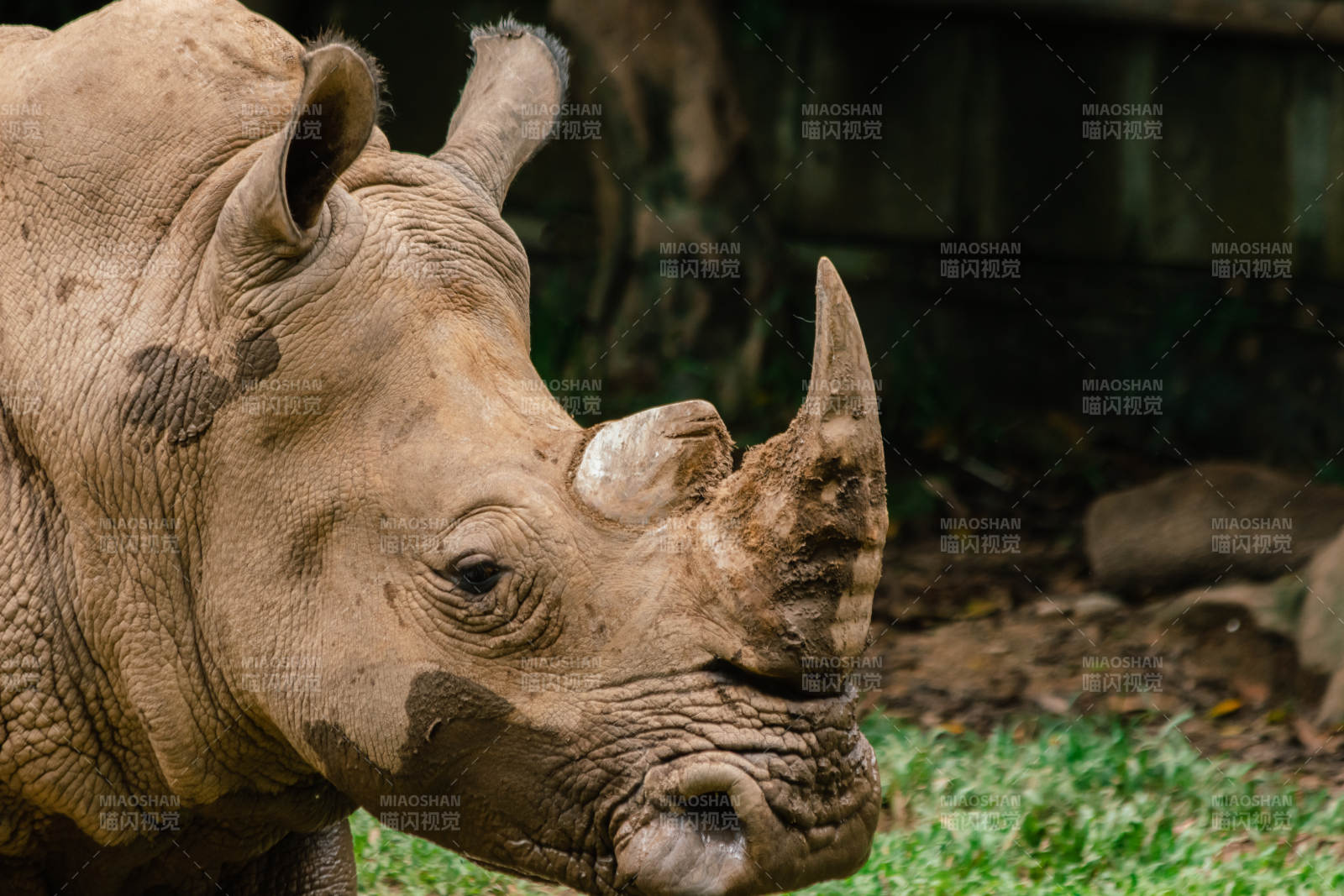 犀牛的宁静时光图片