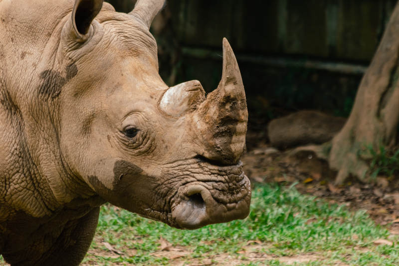 犀牛的侧脸特写图片