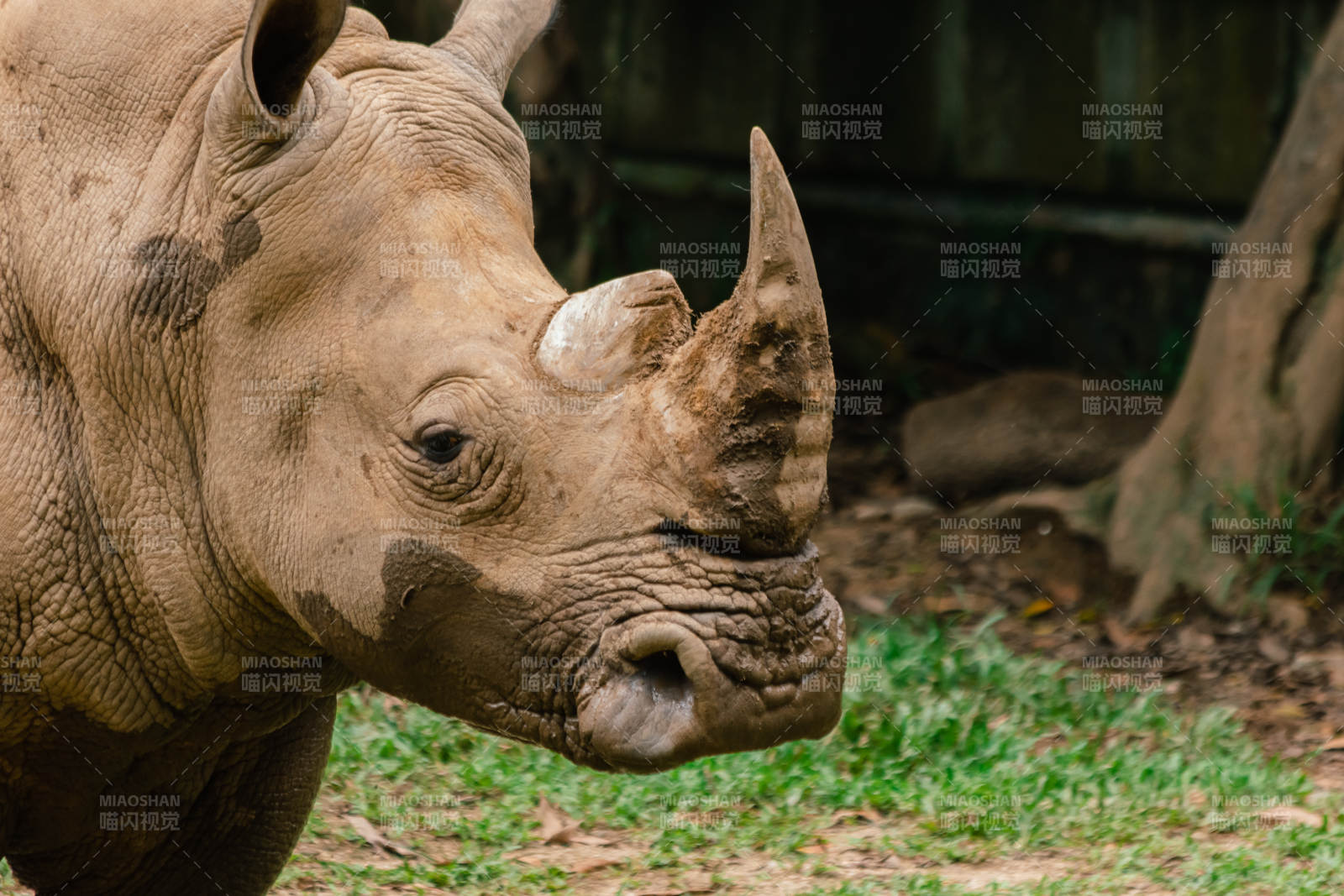 犀牛的侧脸特写图片
