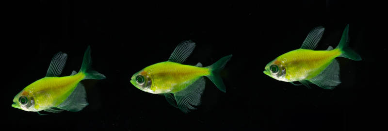 荧光绿鱼游动瞬间图片