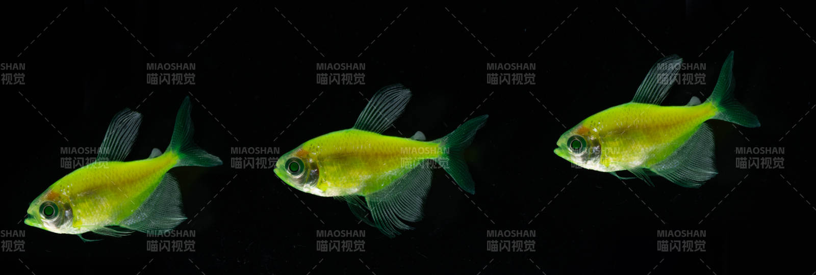 荧光绿鱼游动瞬间图片