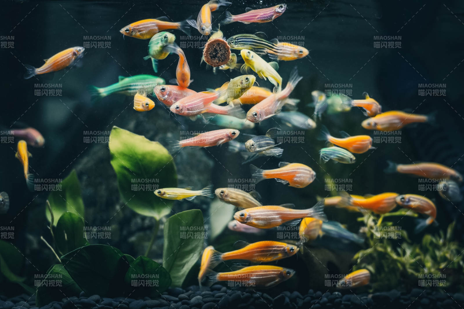 彩鱼游动水草间图片