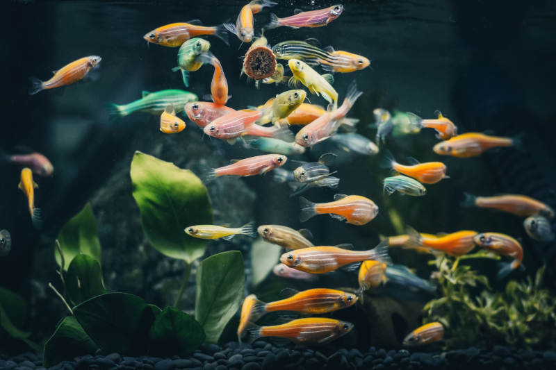 彩鱼游动水草间图片