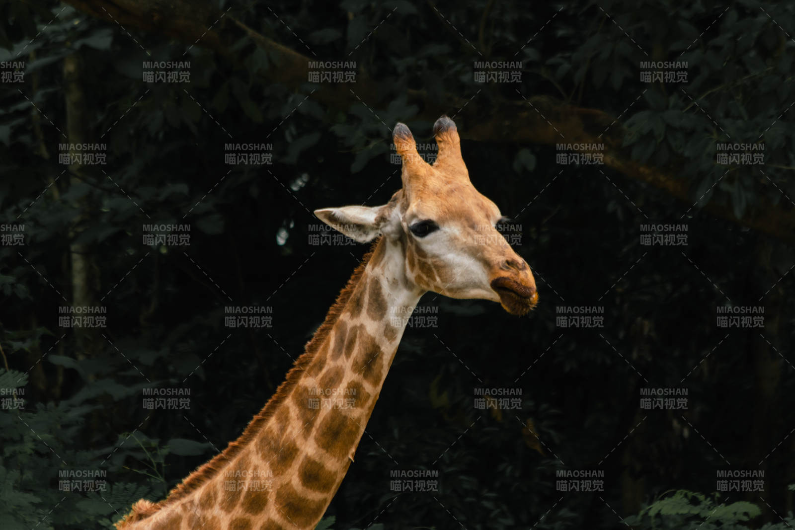 森林中的长颈鹿图片