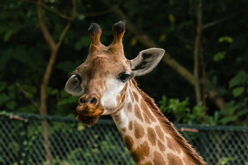 长颈鹿的温柔凝视图片