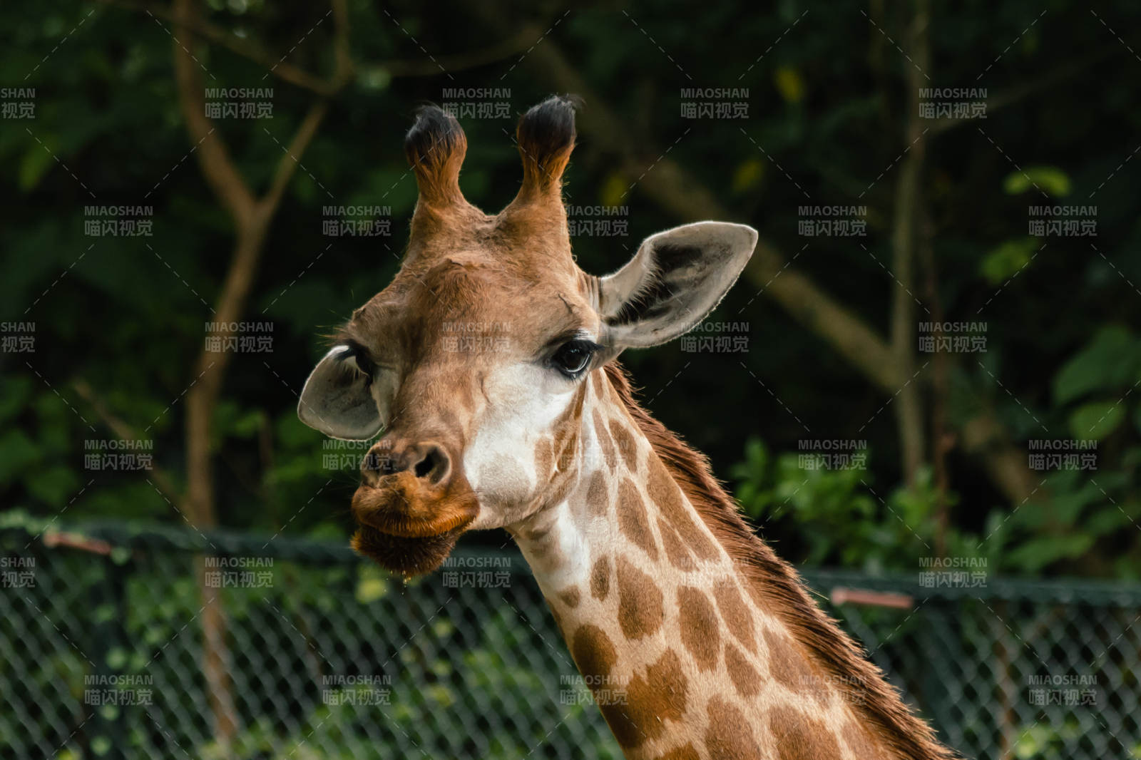 长颈鹿的温柔凝视图片