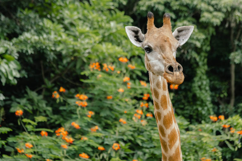 长颈鹿凝视花丛图片
