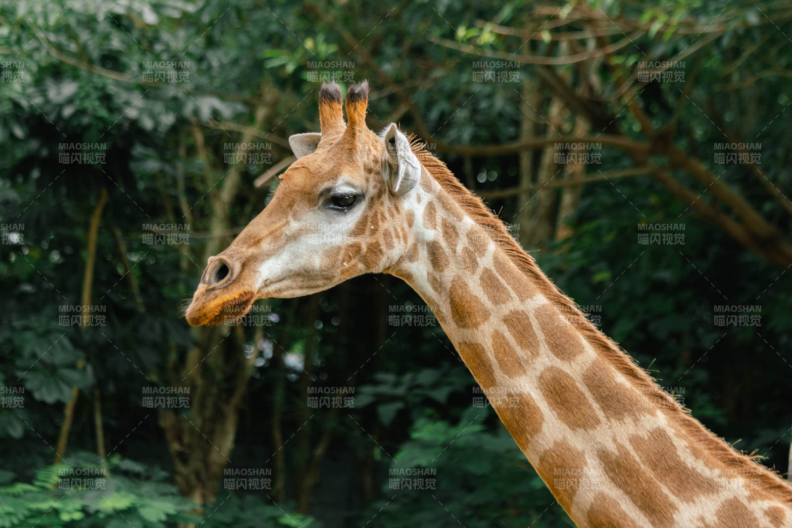 长颈鹿林间侧影图片