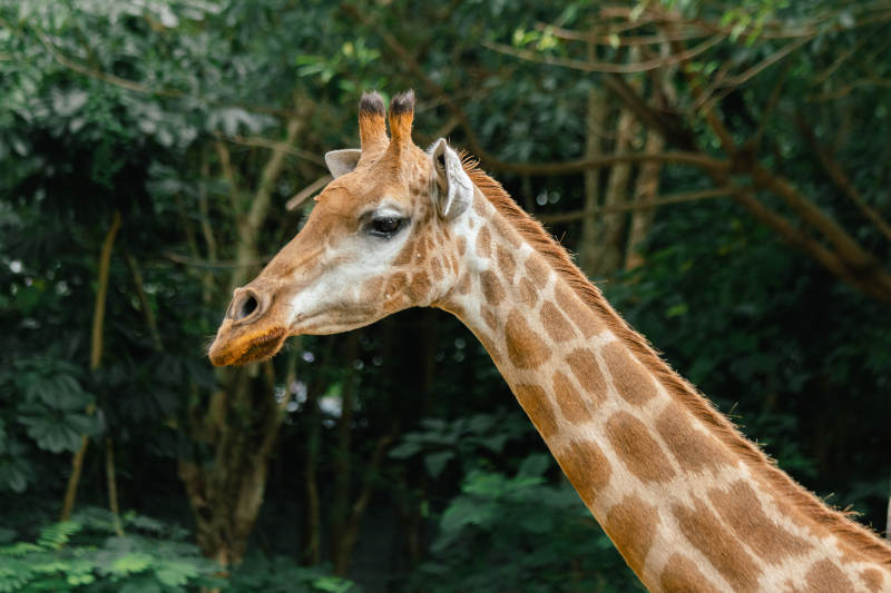 长颈鹿林间侧影图片