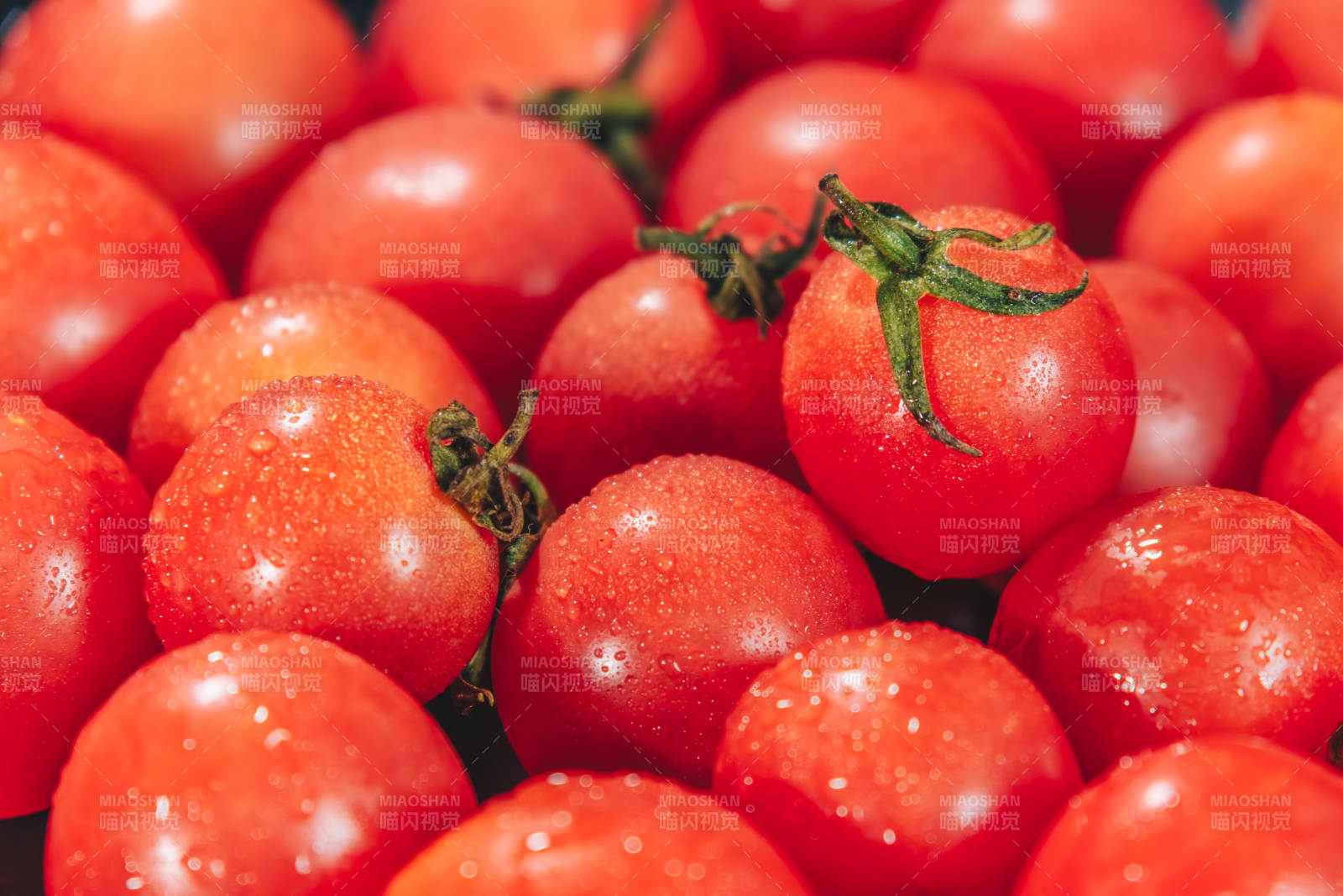 新鲜樱桃番茄特写图片