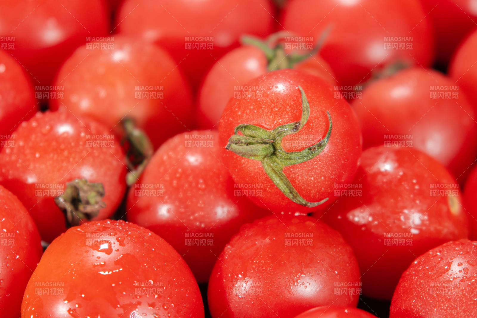 新鲜樱桃番茄特写图片
