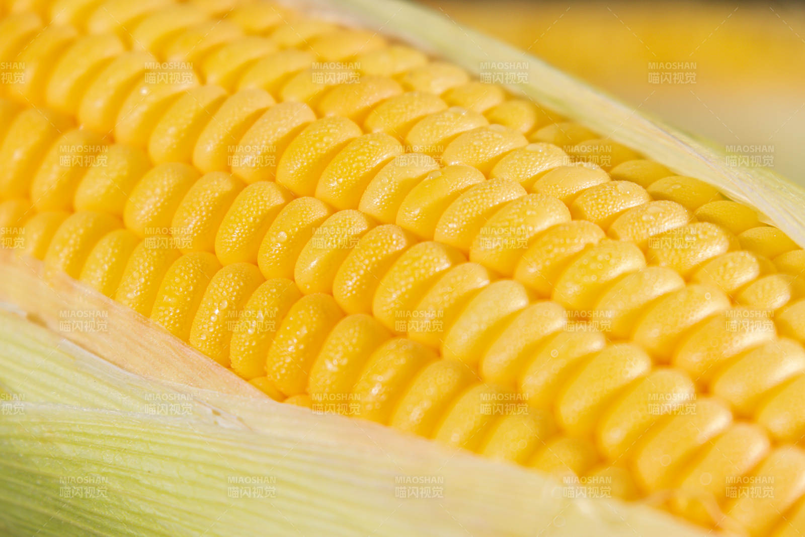 金黄玉米特写图片