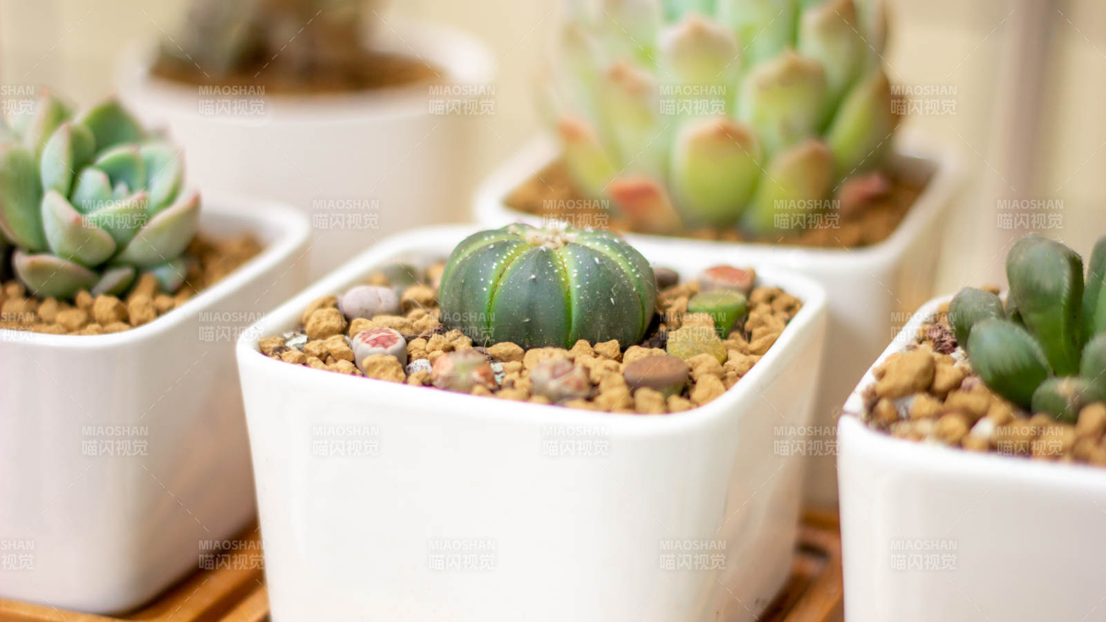 多肉植物盆栽展示图片