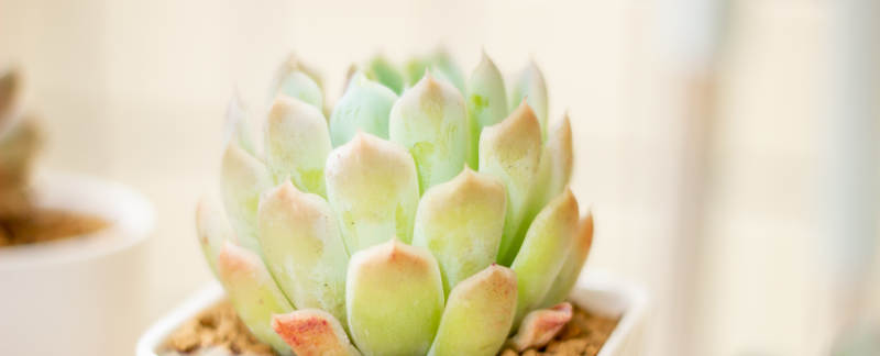 多肉植物的清新之美图片