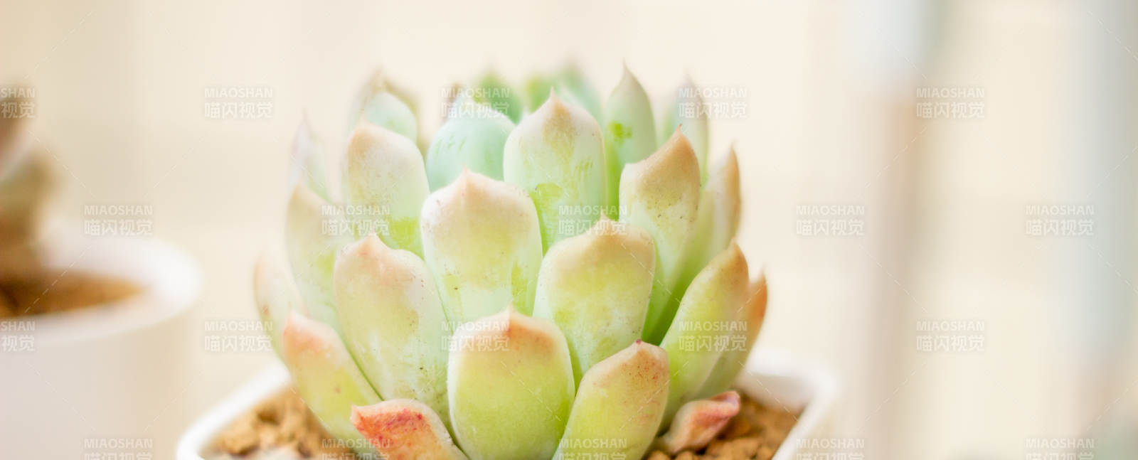 多肉植物的清新之美图片