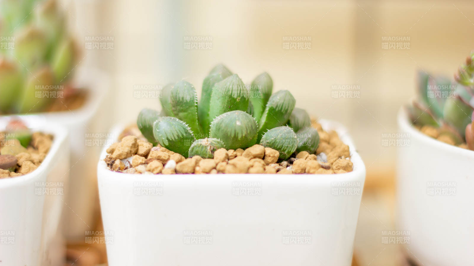 多肉植物盆栽特写图片