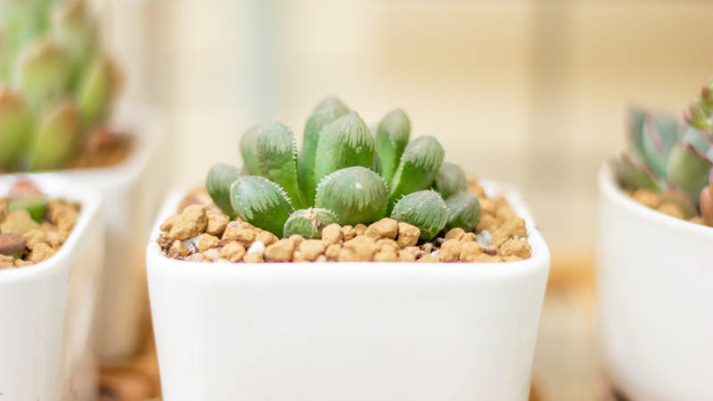 多肉植物盆栽特写图片