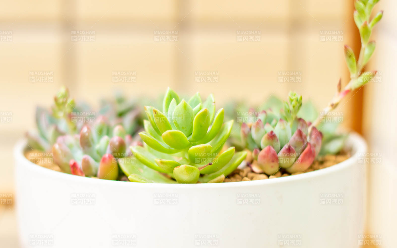 多肉植物盆栽图片