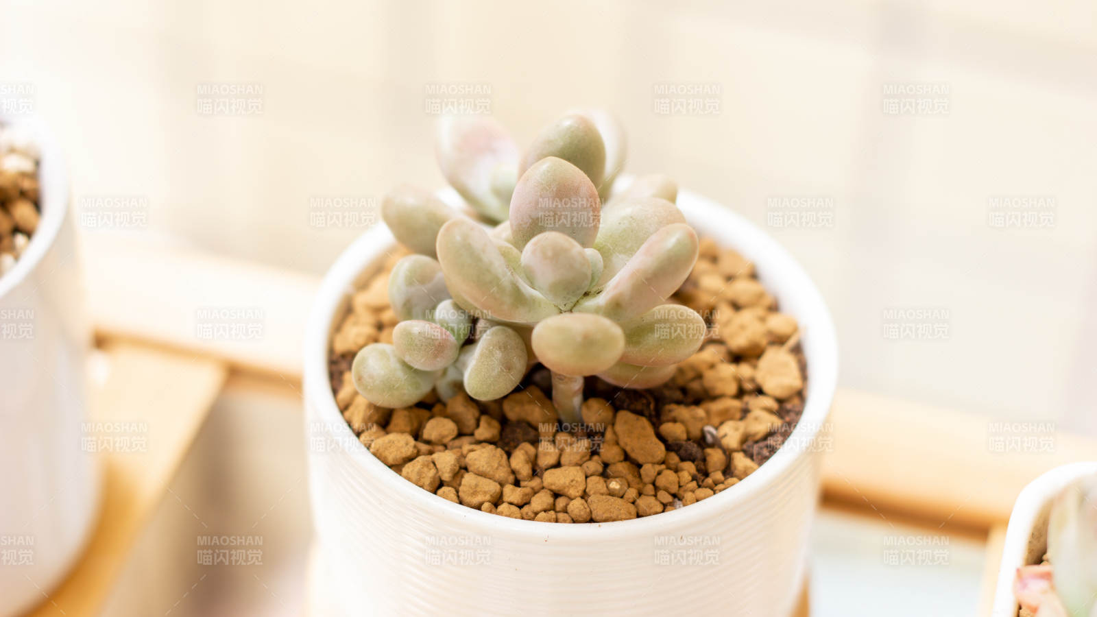 多肉植物盆栽图片