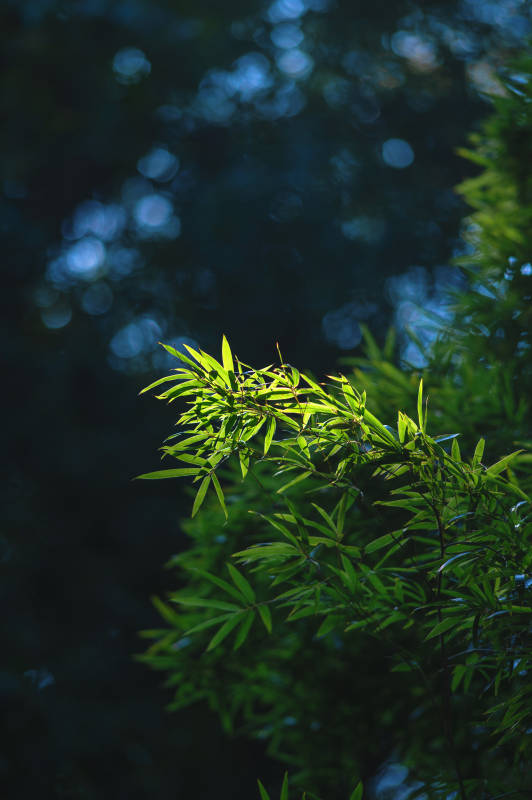 竹叶轻舞 光影斑驳图片