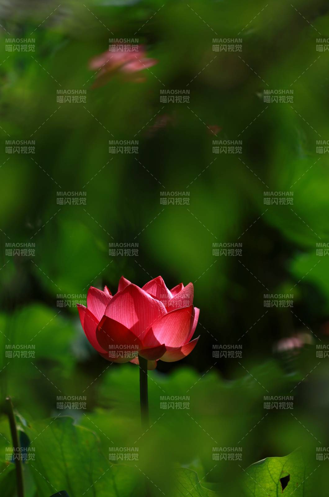 红莲绽放绿意中图片
