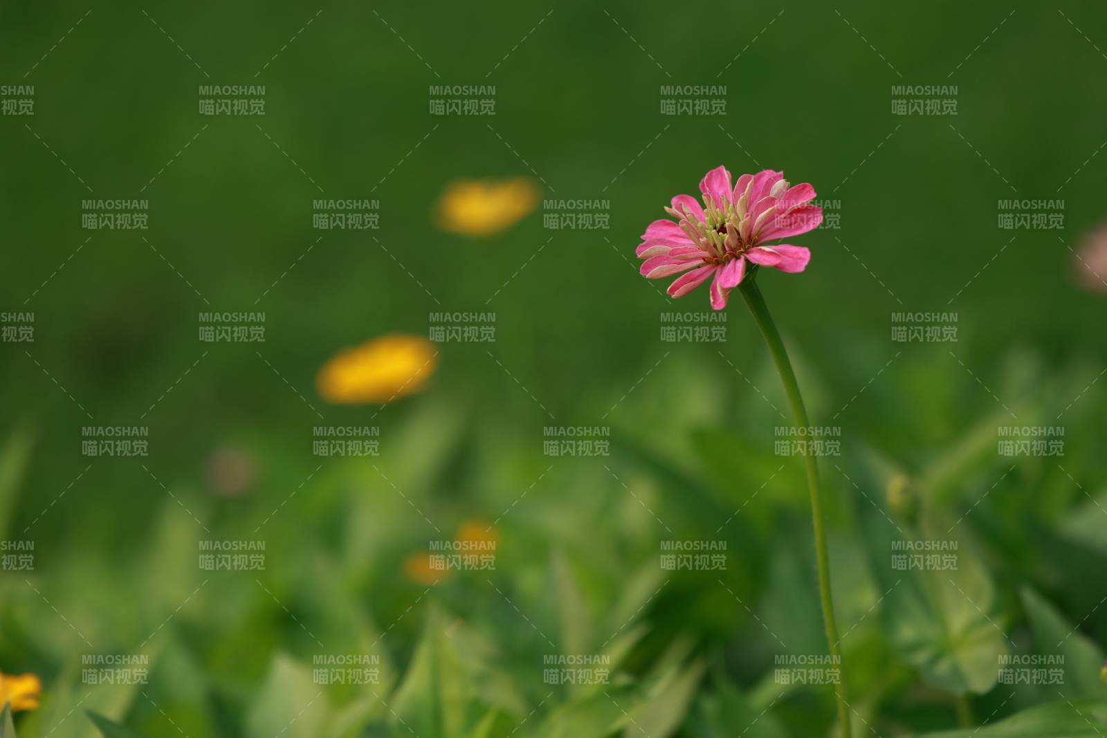 粉花绿野静谧景图片