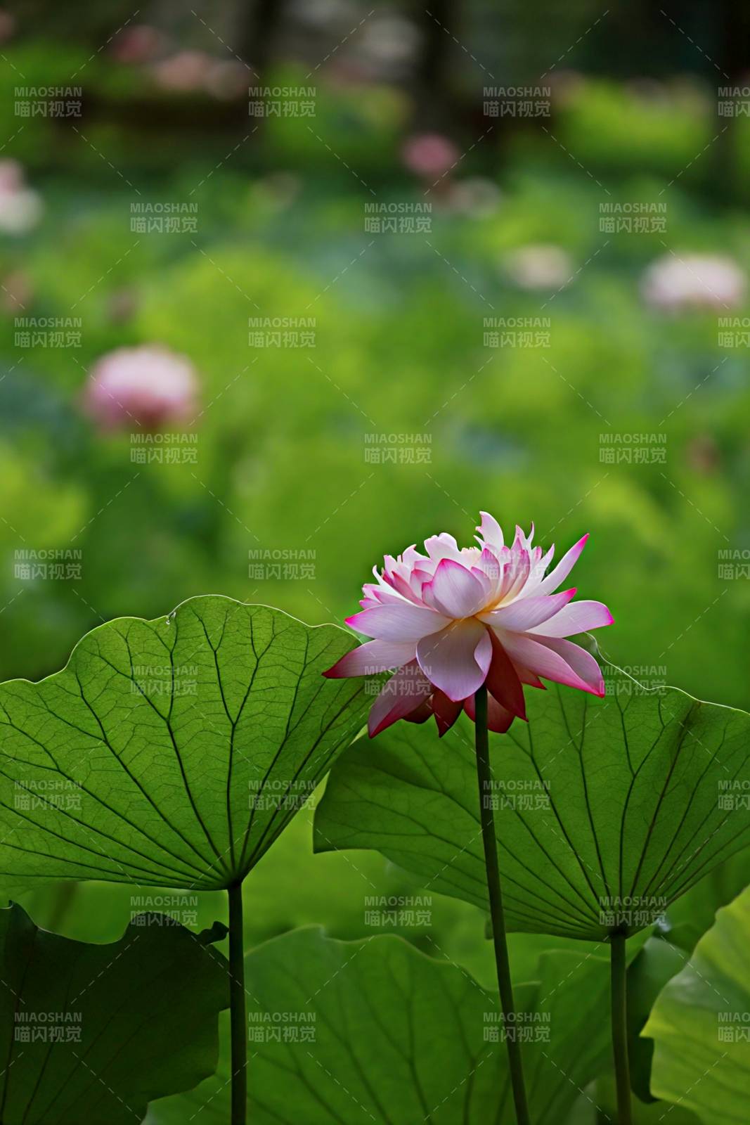 荷花绽放绿叶间图片