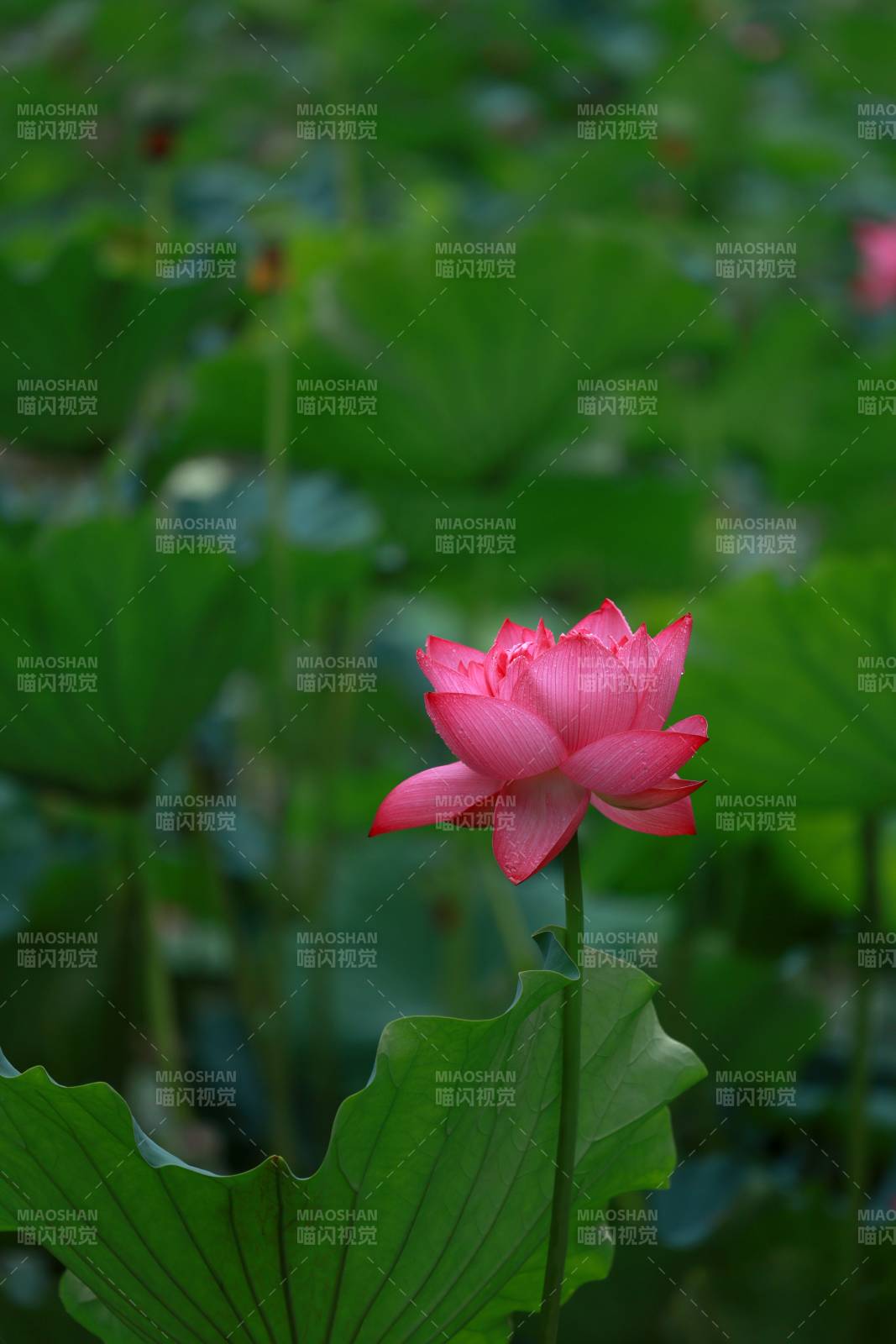 粉莲绽放绿叶间图片