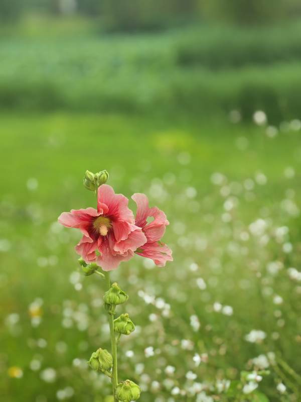 粉花绿野静谧景图片