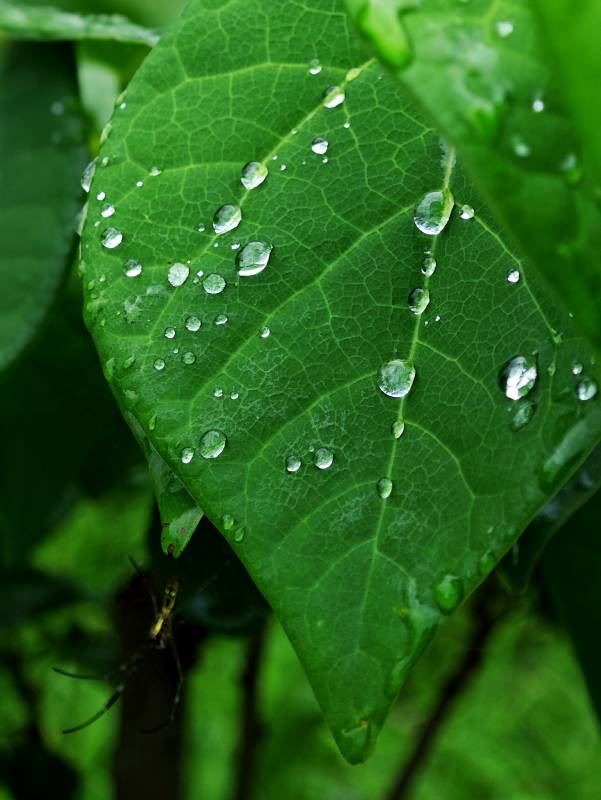 露珠叶上晶莹图片