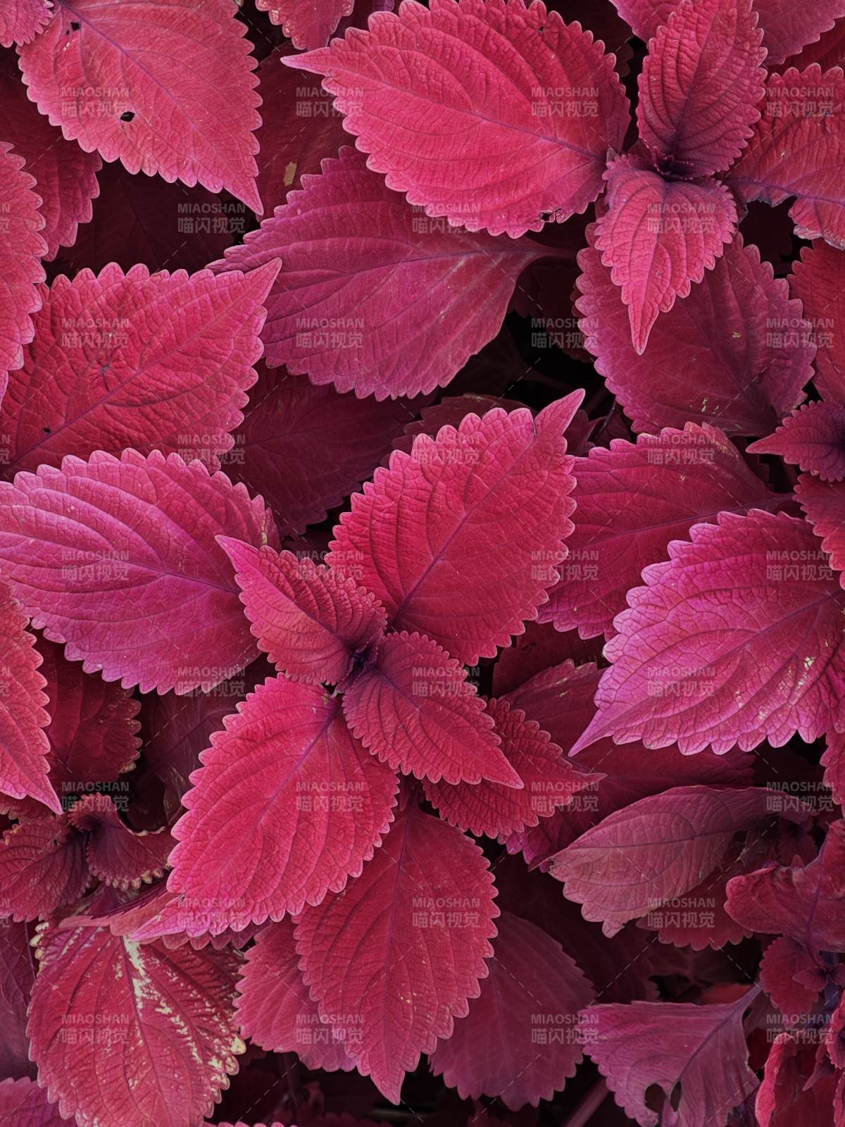 紫叶植物特写图片