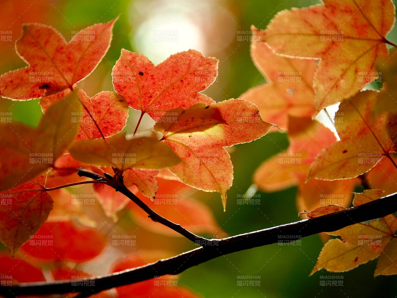 秋叶映光图片