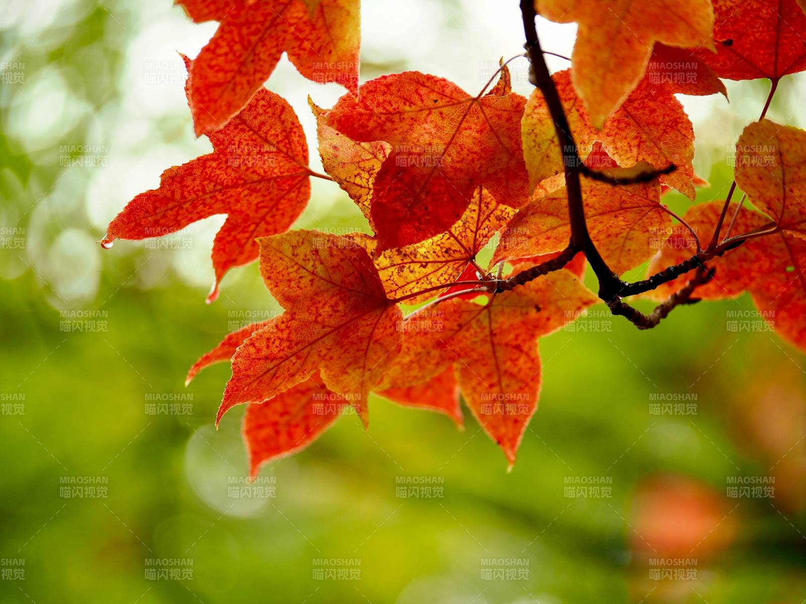 秋叶红艳枝头图片