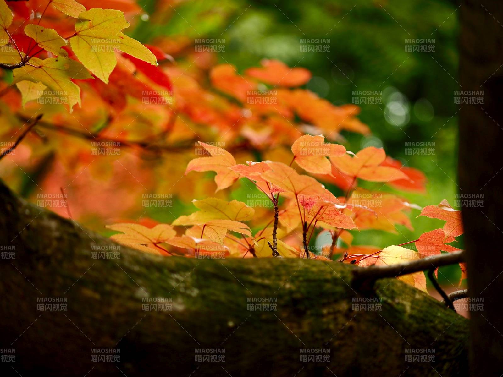 秋叶映枝头 色彩斑斓图片
