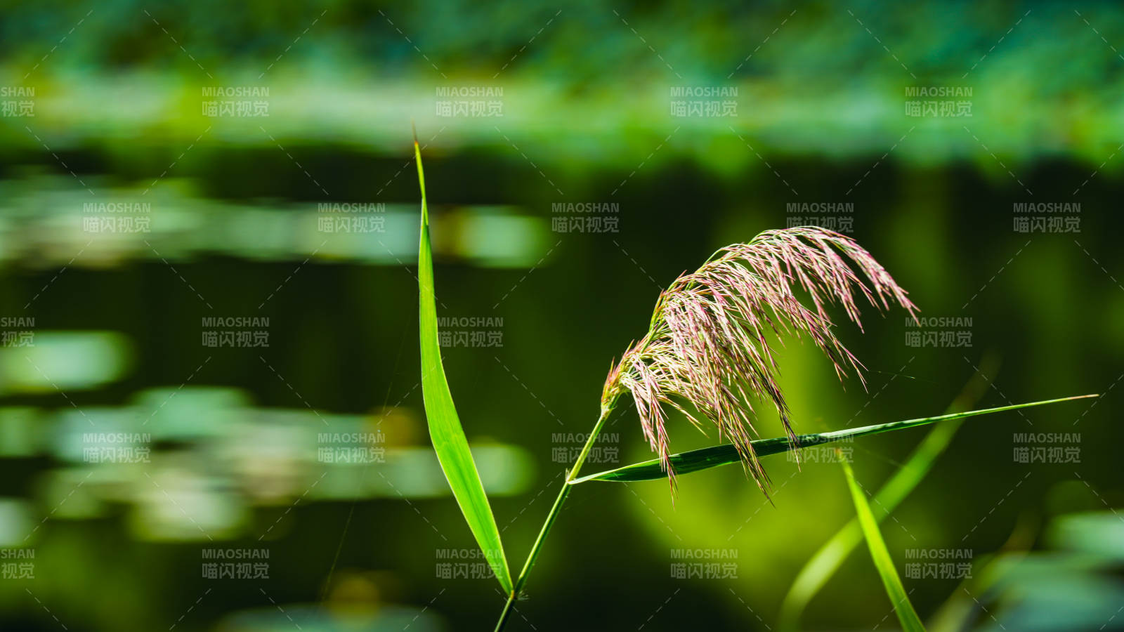 水边芦苇轻摇曳图片