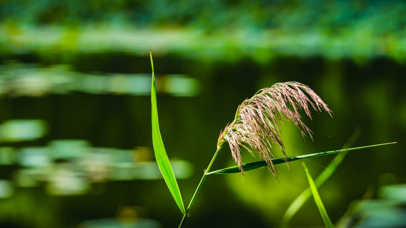 水边芦苇轻摇曳图片