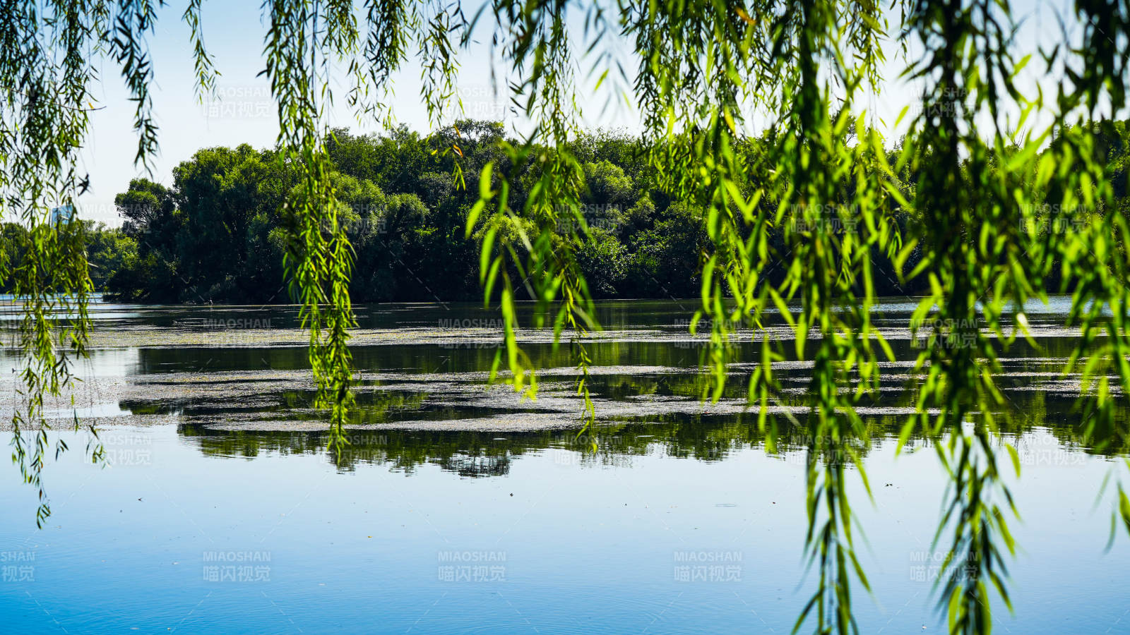 柳影湖光图片