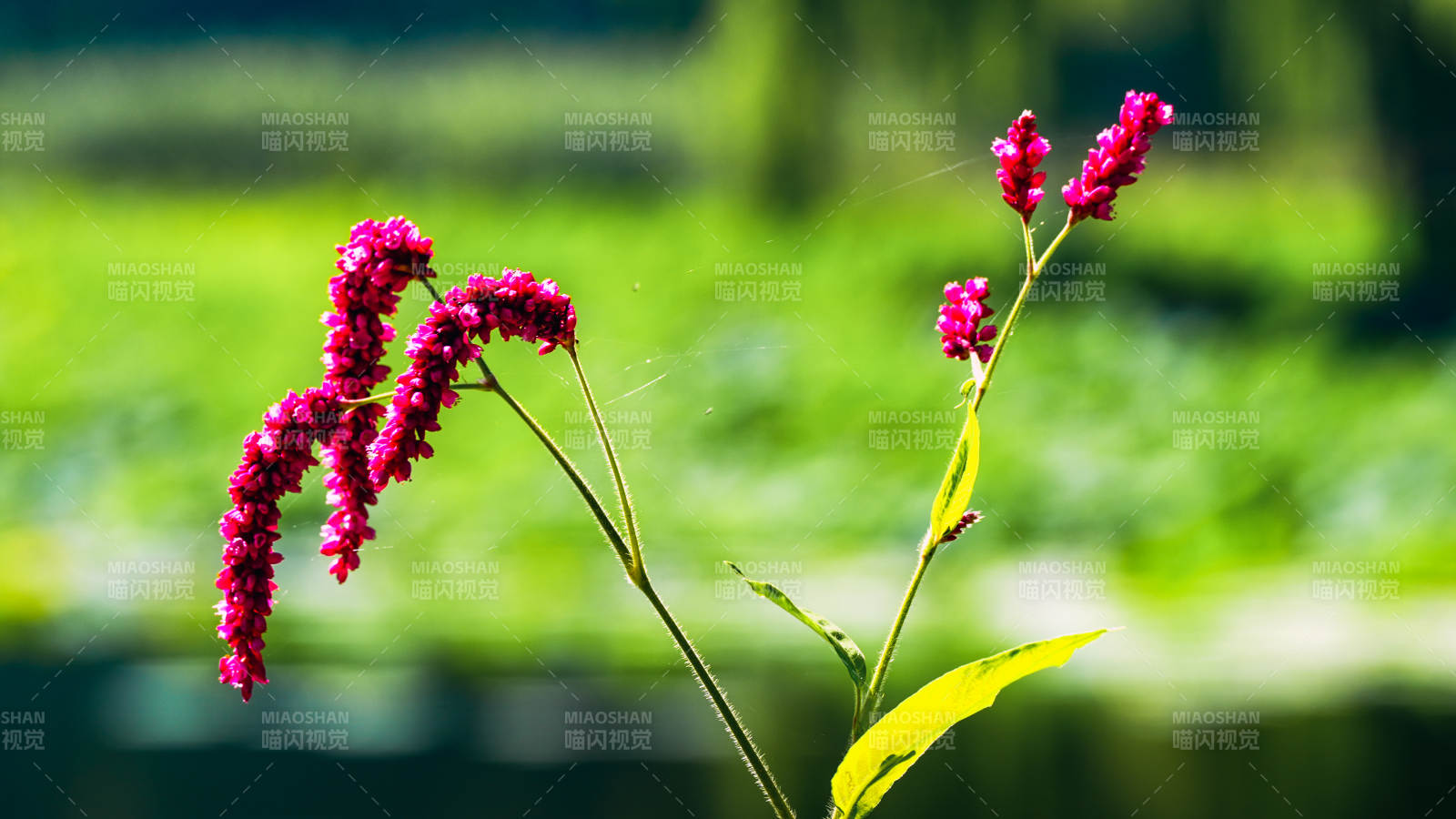 秋日红蓼迎风摇图片
