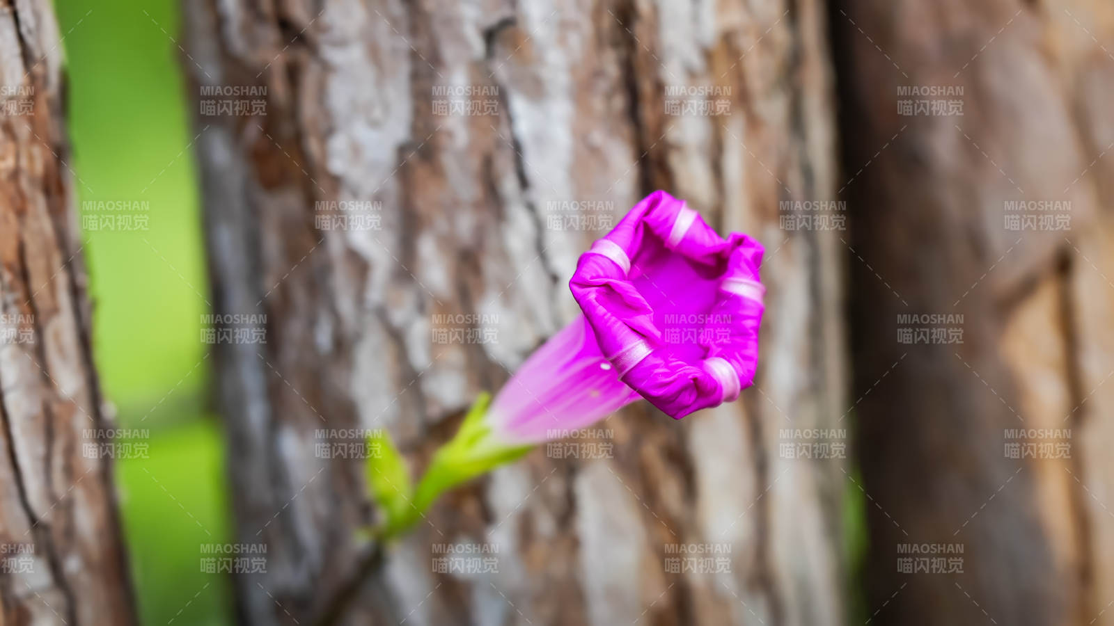 牵牛花绽放树间图片