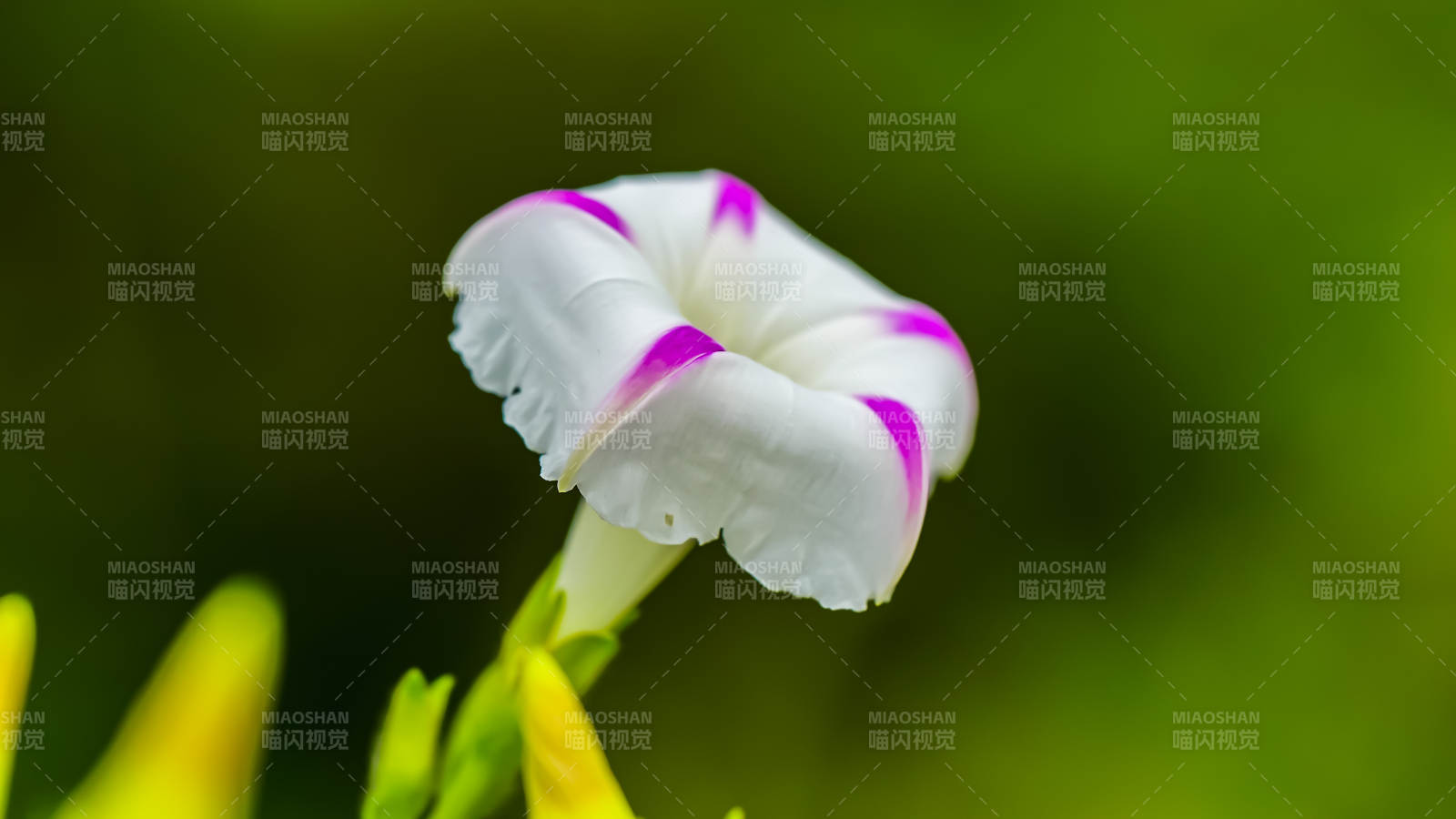 牵牛花绽放图片