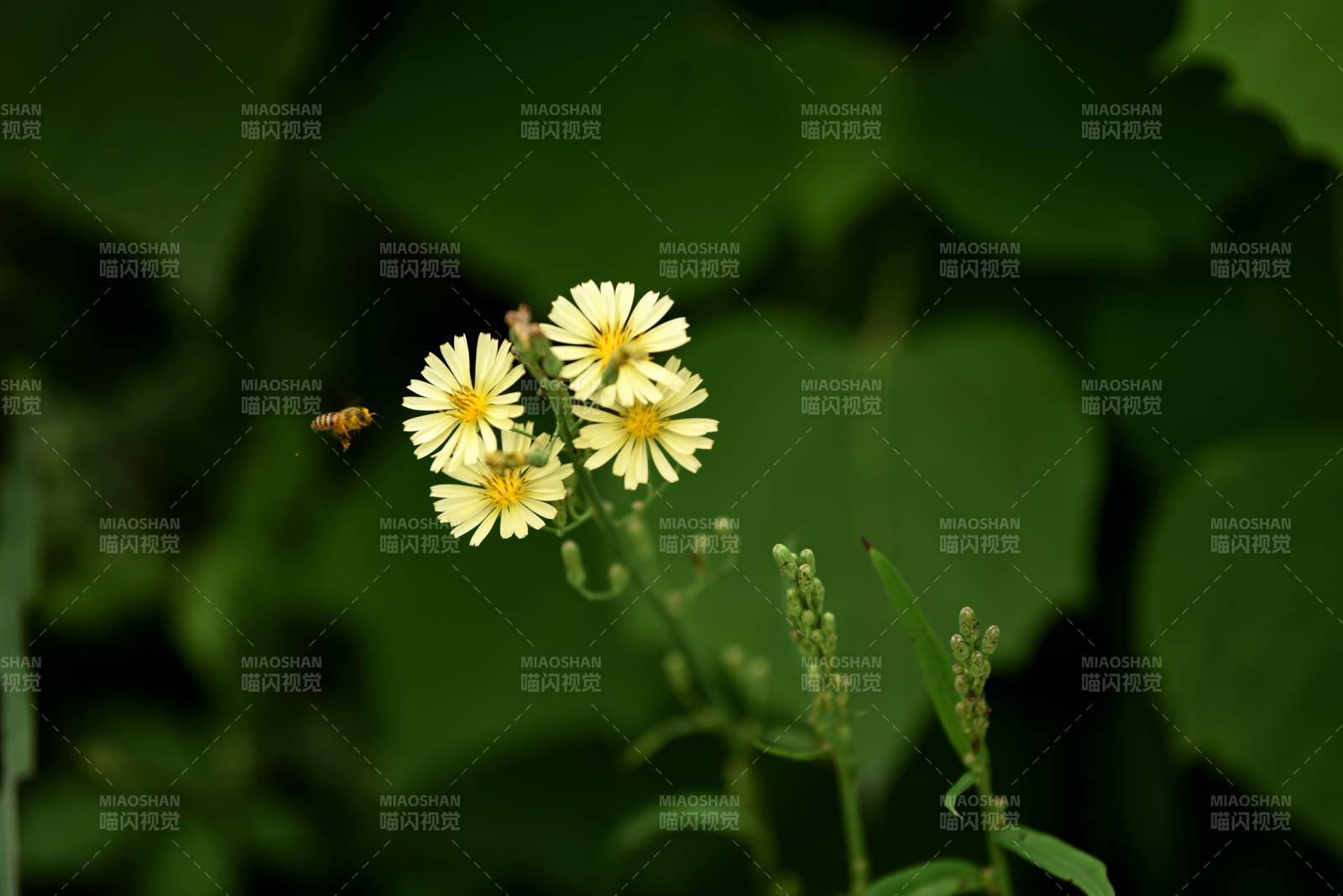 黄花蜂舞绿叶间图片