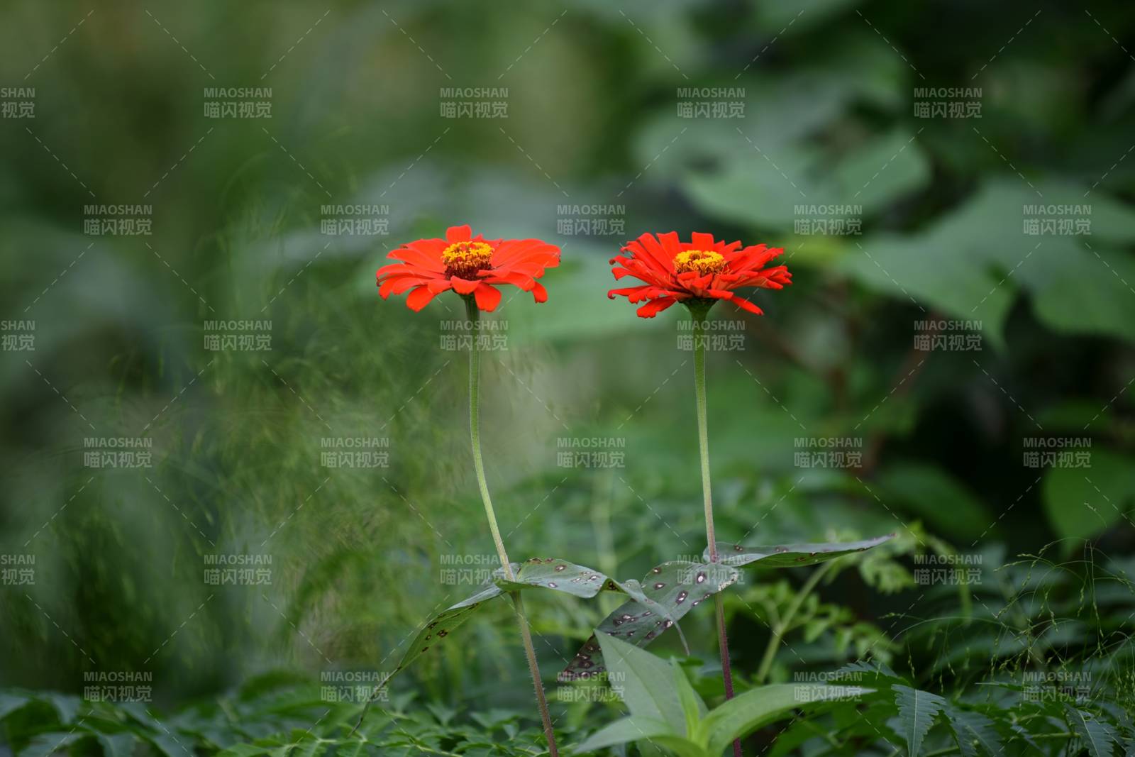 红花绿叶相映成趣图片