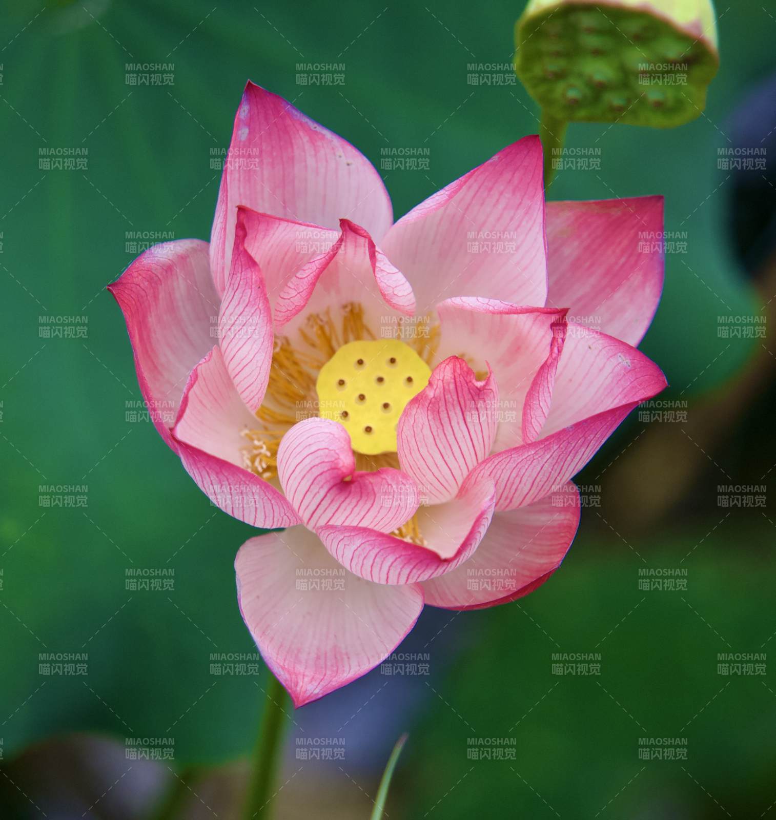 粉莲绽放图片